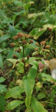 Image of Solidago spiraeifolia Fisch. ex Herder