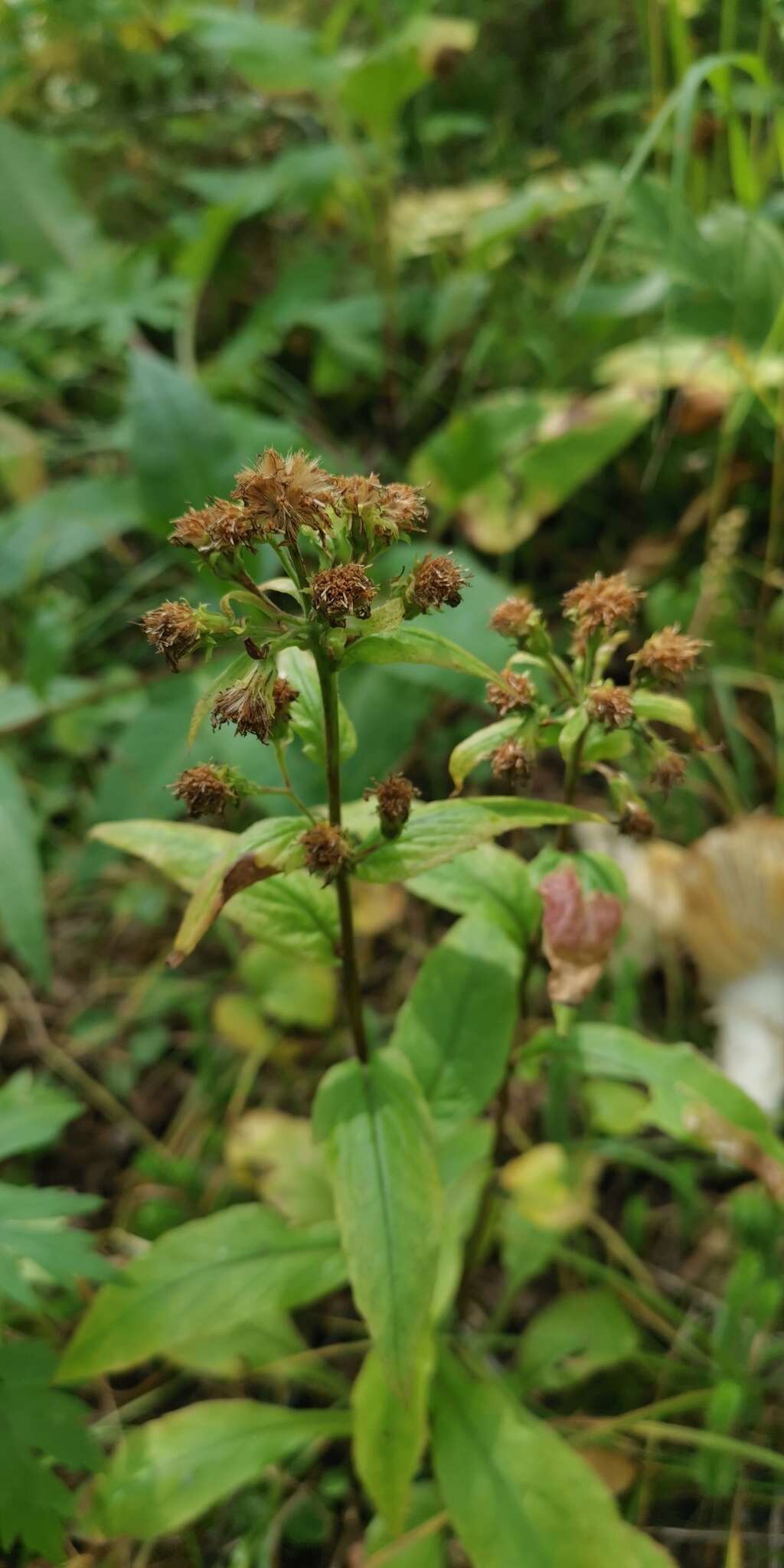 Image of Solidago spiraeifolia var. cuprea (Juz.) V. Yu. Barkalov