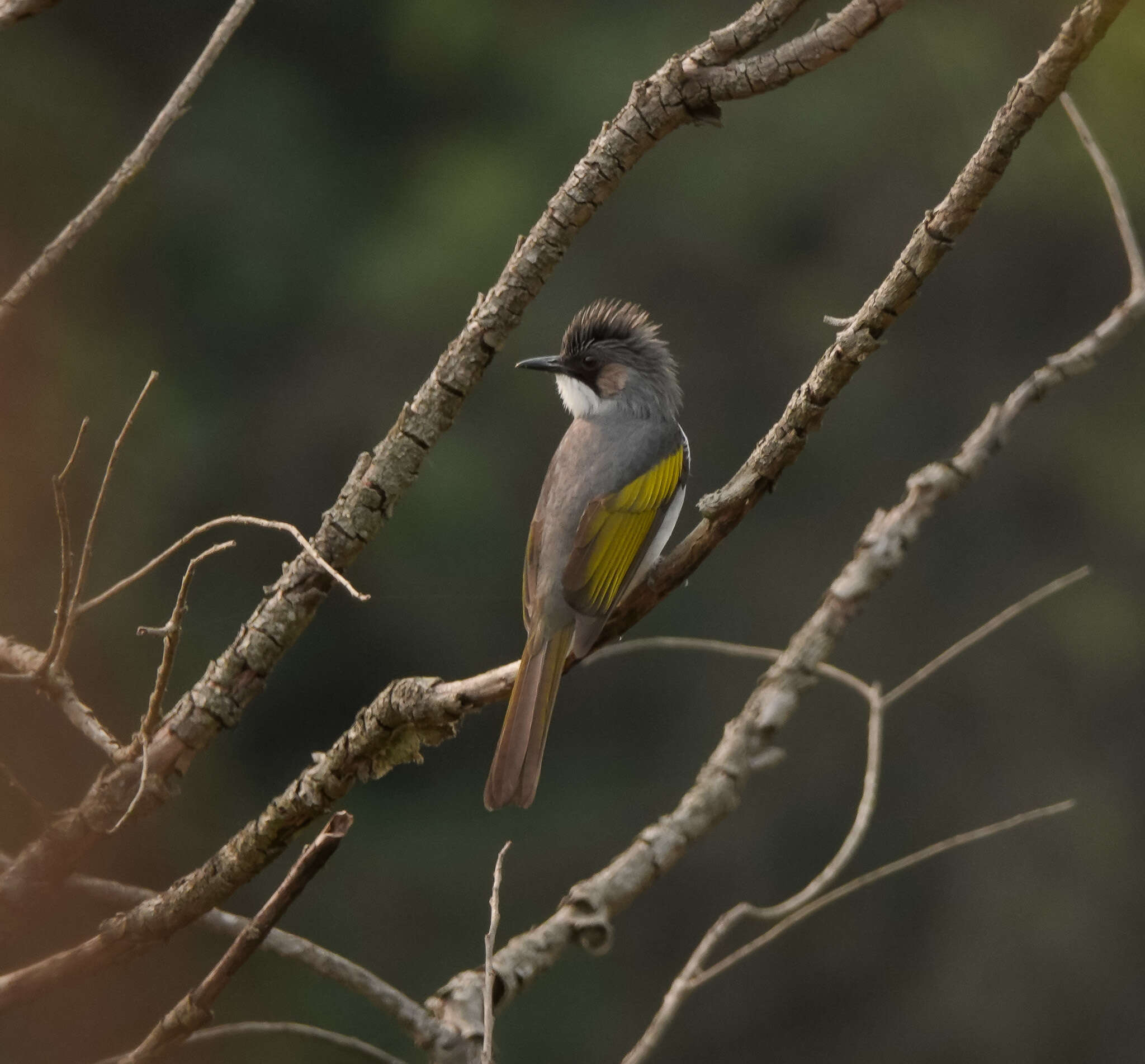 Image of Ashy Bulbul