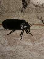 Image of Cedar Beetle