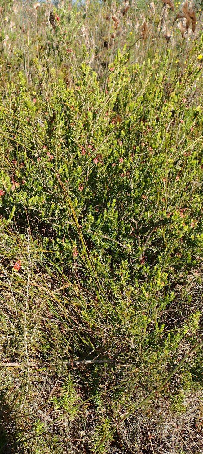 Image of Erica unicolor subsp. georgensis E. G. H. Oliv. & I. M. Oliv.