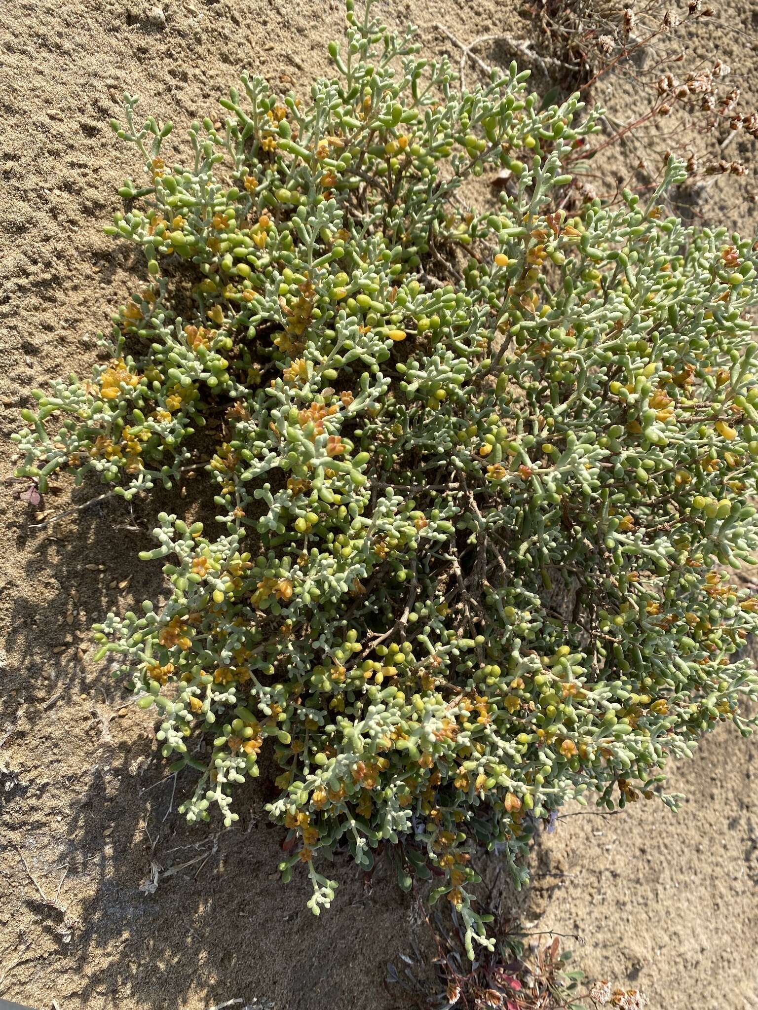 Image of Tetraena alba (L. fil.) Beier & Thulin