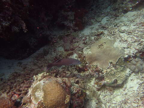 Image of Highfin coralgrouper