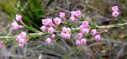 Image of Erica selaginifolia Salisb.