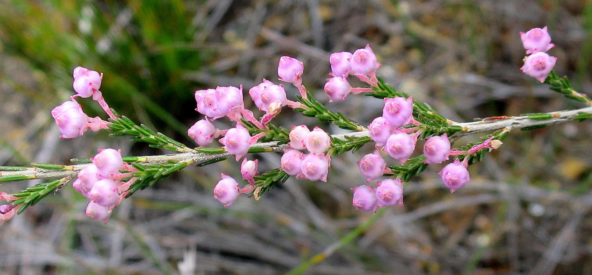 Image of Erica selaginifolia Salisb.