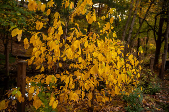 Image of northern spicebush