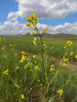 Image of Brassica elongata subsp. integrifolia (Boiss.) Breistr.