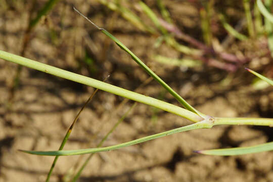 Image of Dianthus serotinus Waldst. & Kit.