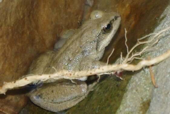 Image of Pyrenean Frog