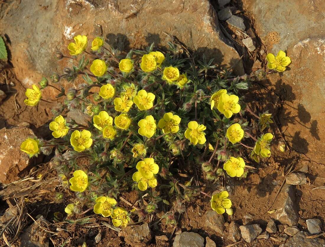 Image of Potentilla heptaphylla subsp. australis (Nyman) Gams