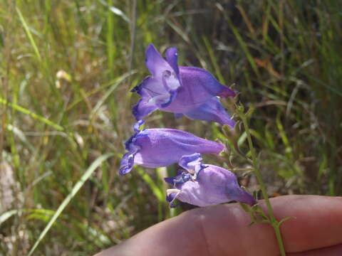 Image of Sonoran beardtongue