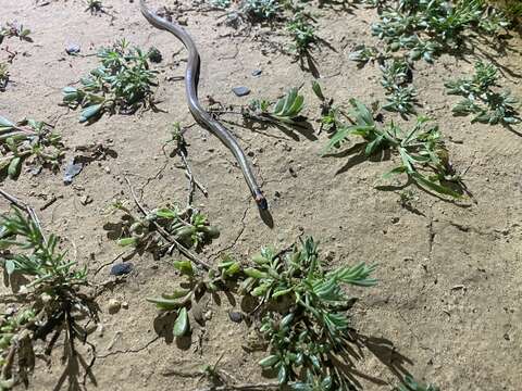 Image of Red-naped Snake