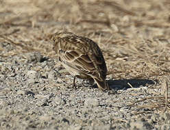 Image of Chestnut-collared Longspur