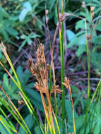 Слика од Juncus drummondii E. Mey.