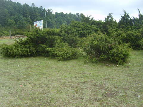 Image de <i>Juniperus <i>monticola</i></i> f. monticola