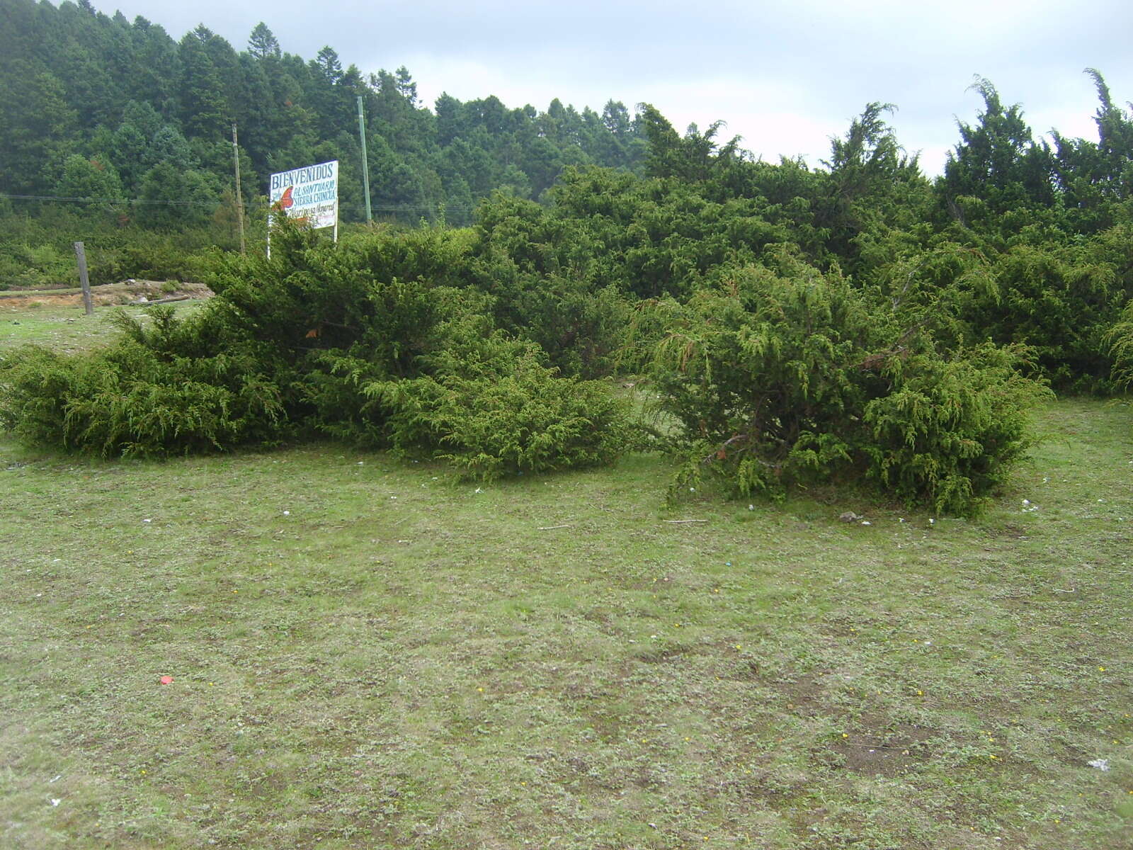 Слика од <i>Juniperus <i>monticola</i></i> f. monticola