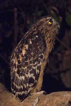 Image of Buffy Fish Owl