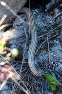 Image of Linnaeus' Lance Skink