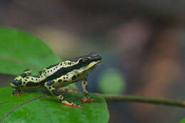 Image of Atelopus spumarius Cope 1871