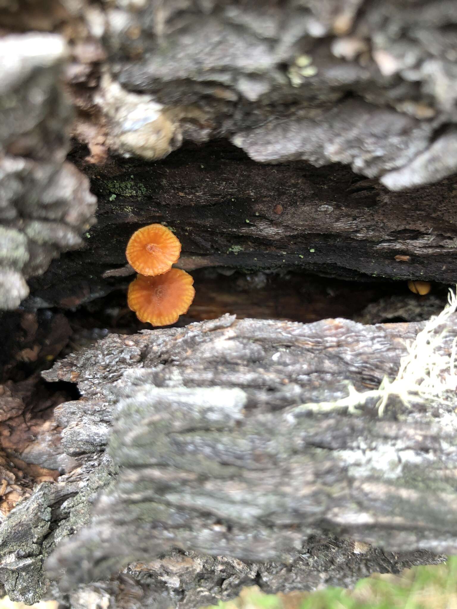 Image of Xeromphalina enigmatica R. H. Petersen 2015