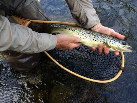 Image of Atlantic Salmon