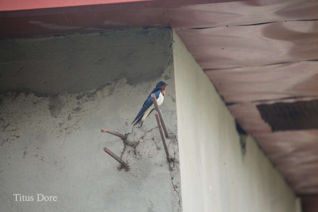 Hirundo lucida Hartlaub 1858 resmi