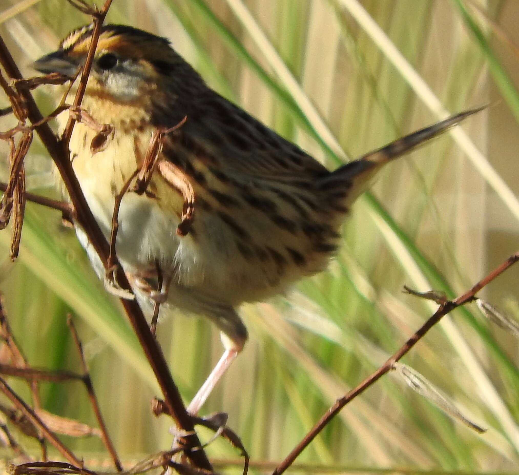 Image of Le Conte's Sparrow