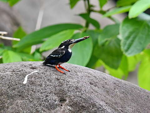 Image of Northern Silvery Kingfisher