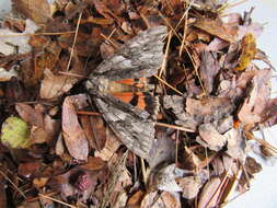 Image of Mother Underwing