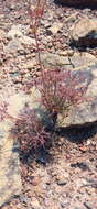 Image of Pelargonium aridum R. A. Dyer