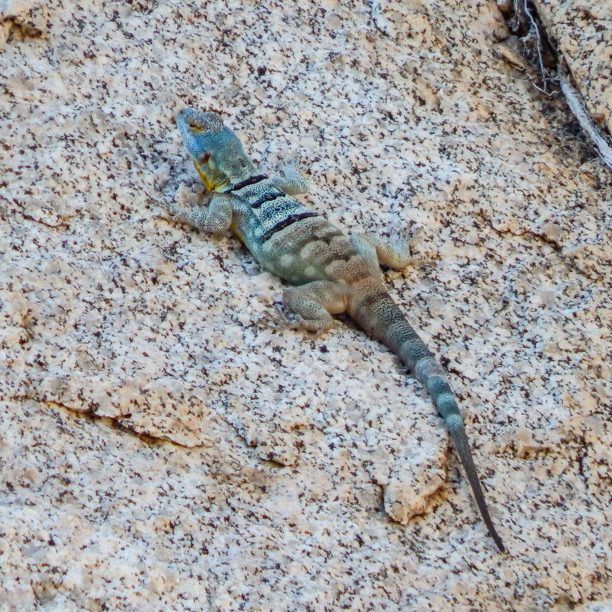 Image of Baja Blue Rock Lizard