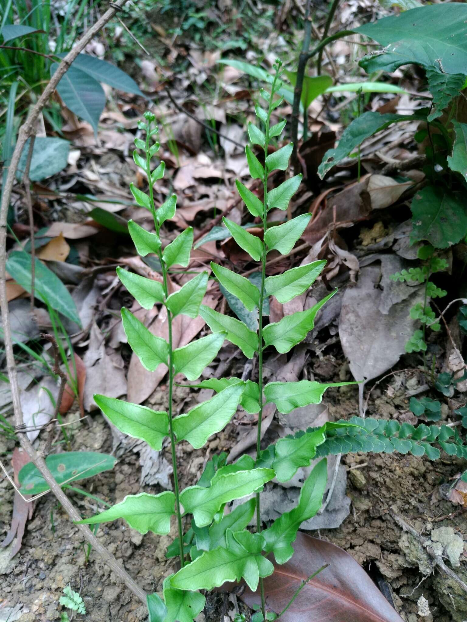 Image of Lindsaea heterophylla Dryand.