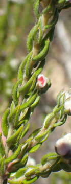 Image of Phylica purpurea Sond.