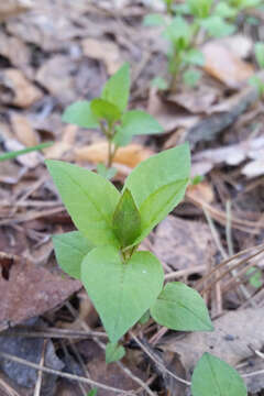 Image of Stellaria bungeana Fenzl