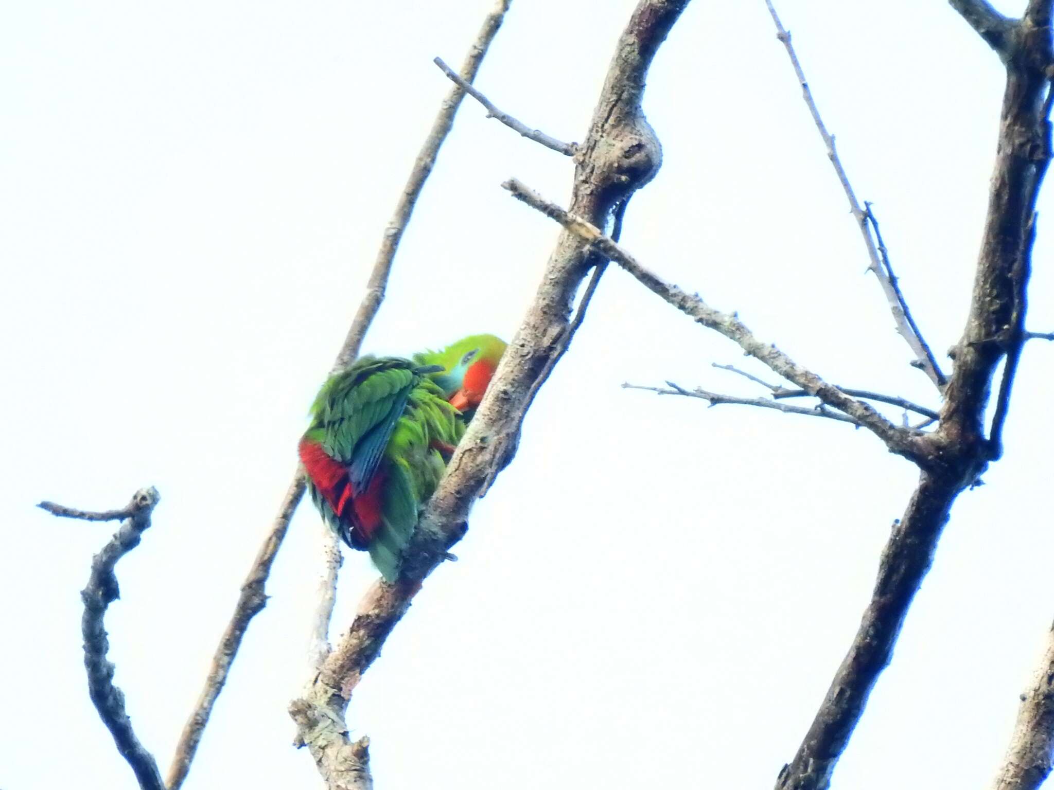 Image of Philippine Hanging Parrot