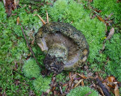 Слика од Lactarius atroviridis Peck 1889