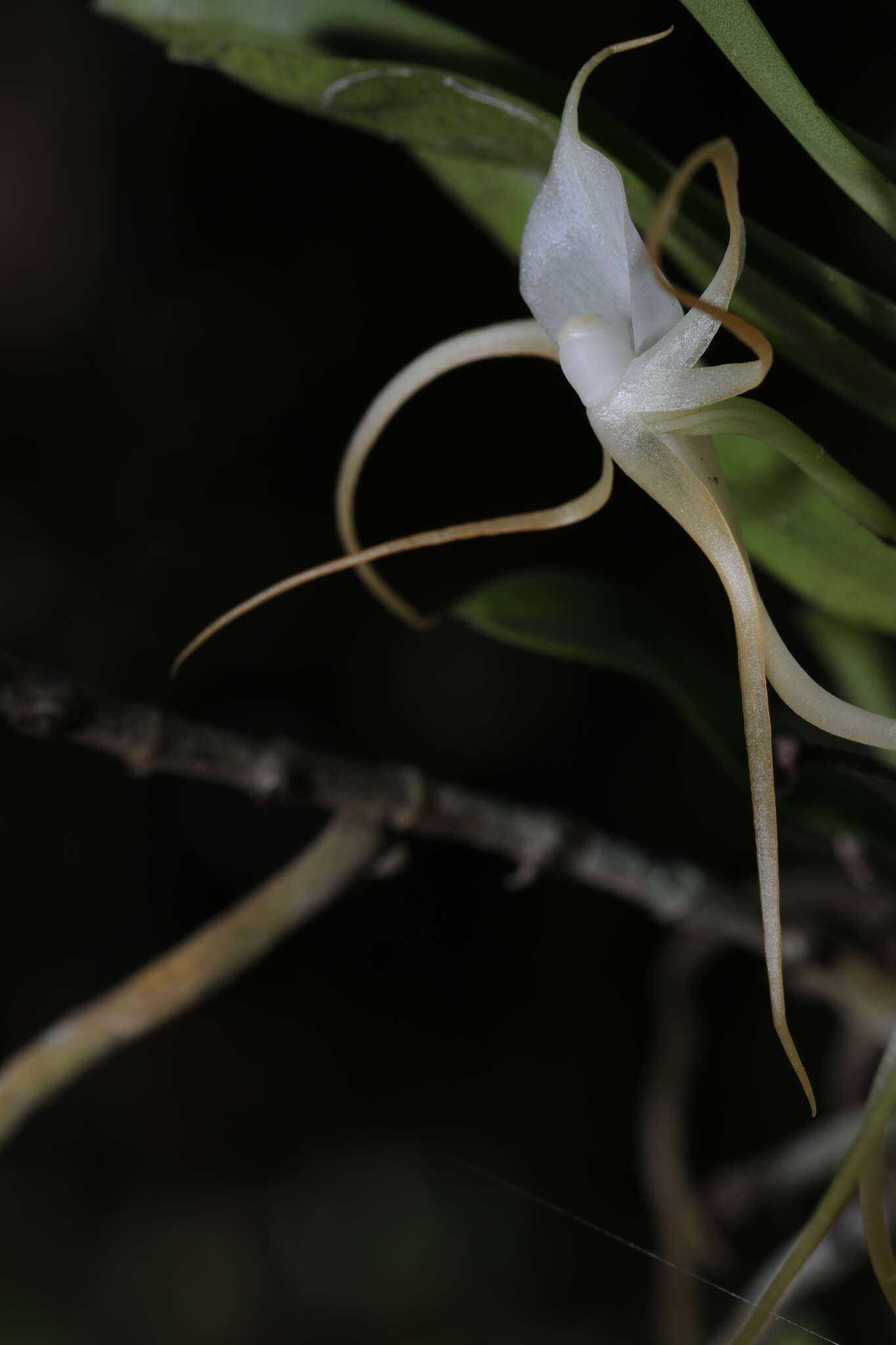 Imagem de Angraecum conchoglossum Schltr.