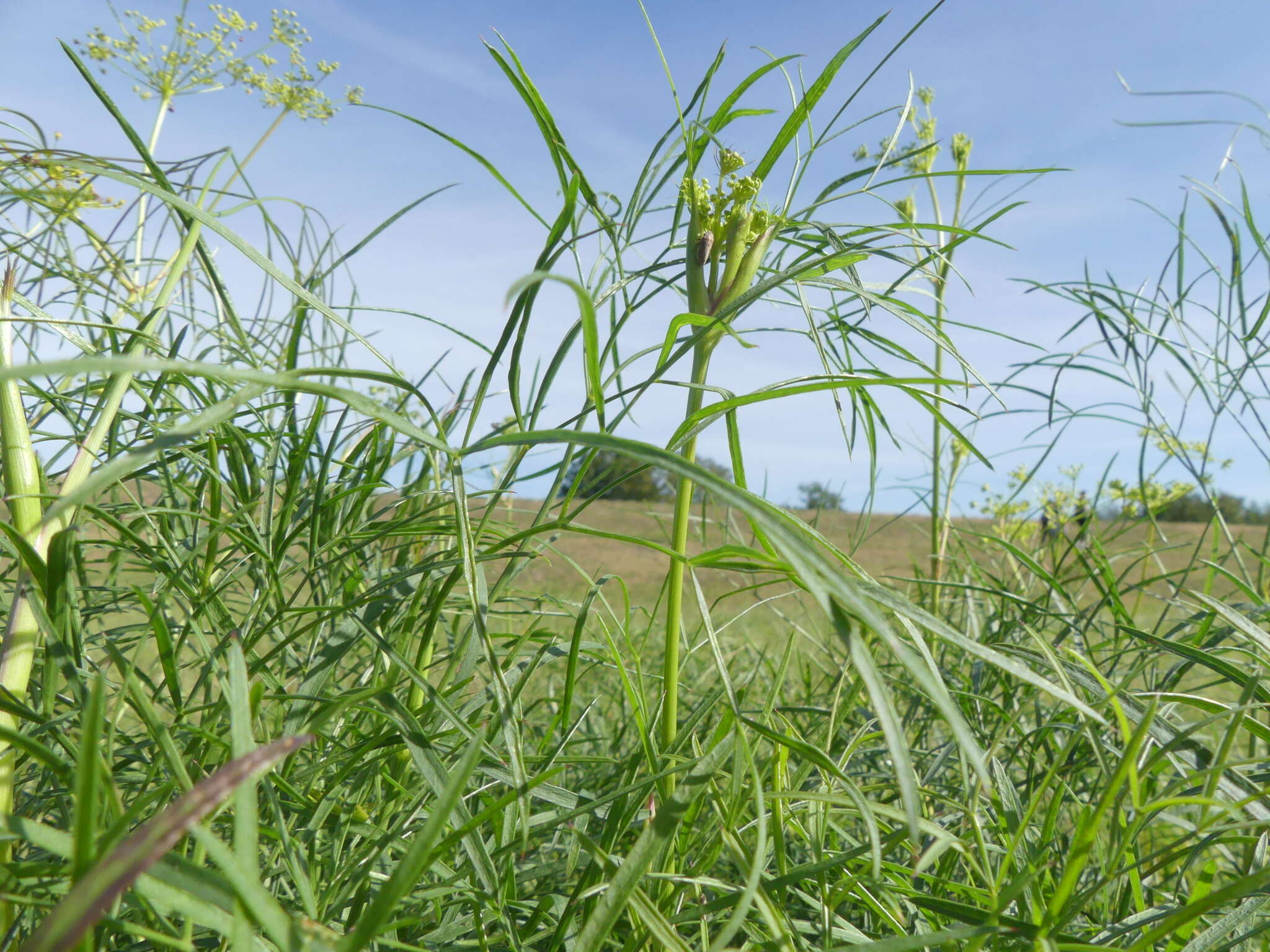 Peucedanum officinale L. resmi