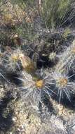 Image de Echinopsis deserticola (Werderm.) H. Friedrich & G. D. Rowley