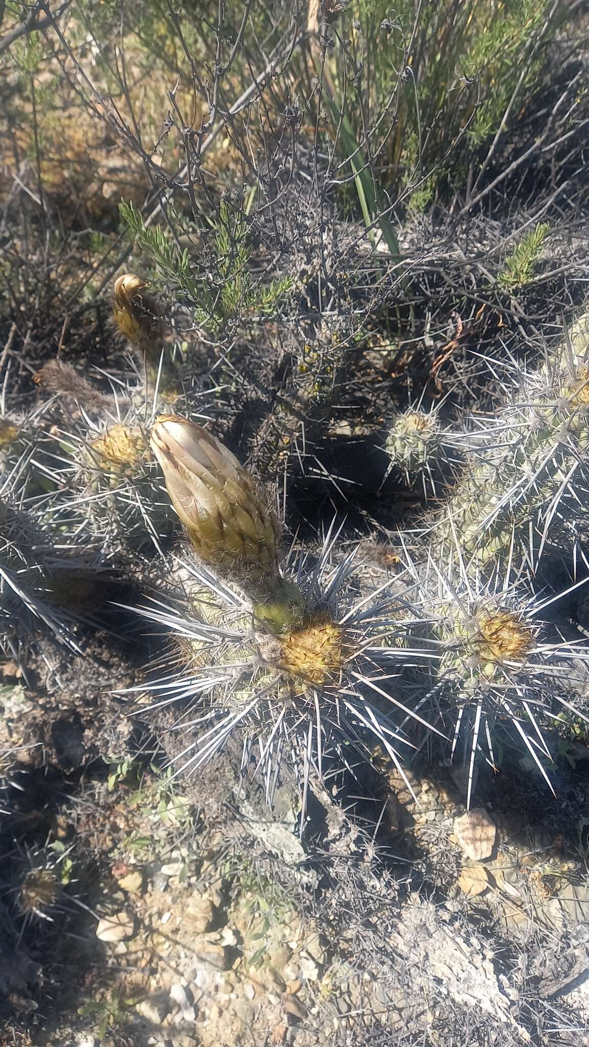 Image de Echinopsis deserticola (Werderm.) H. Friedrich & G. D. Rowley