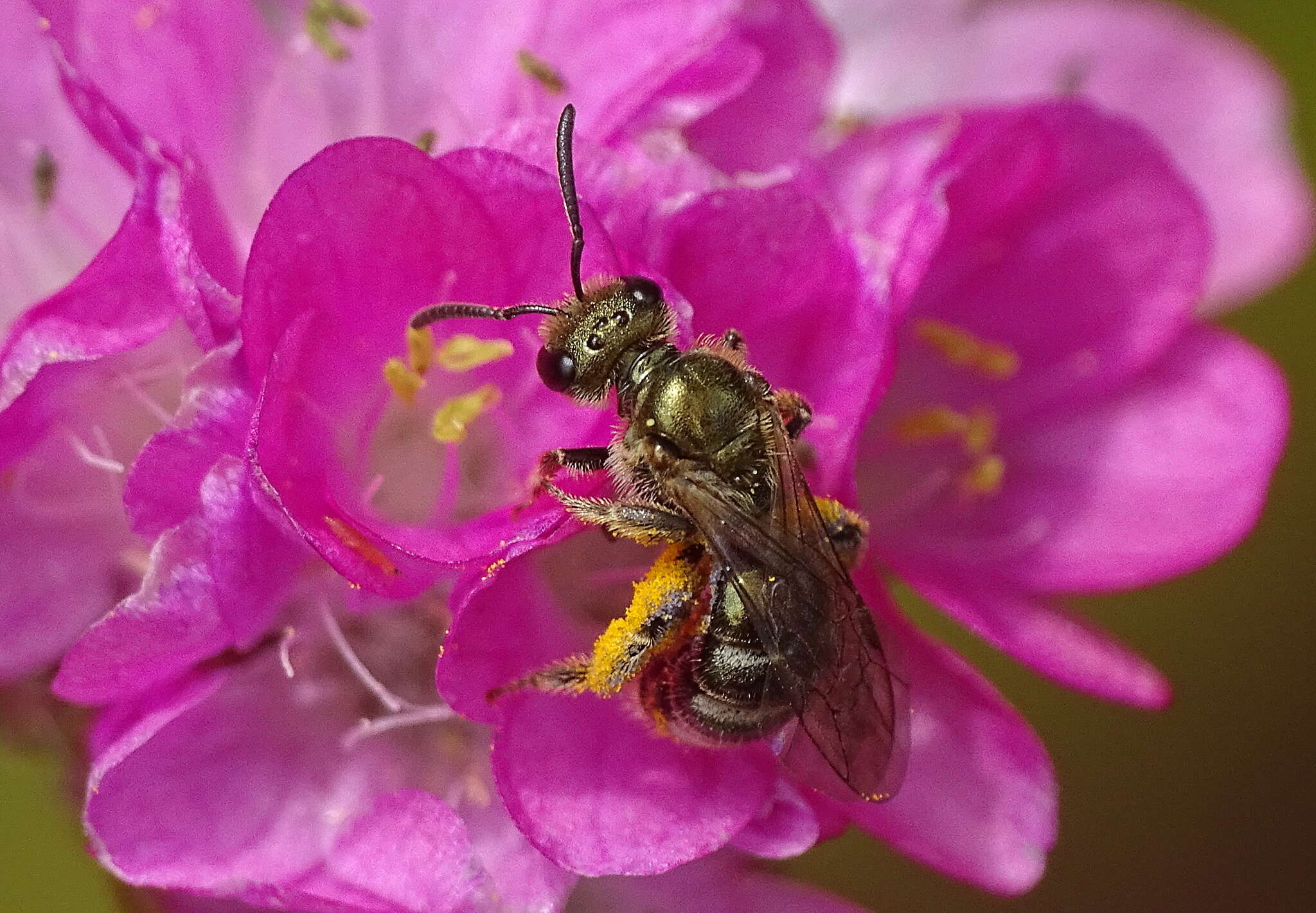 Lasioglossum nitidulum (Fabricius 1804)的圖片