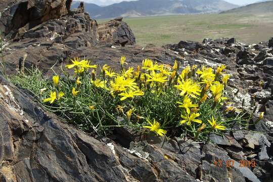 Plancia ëd Askellia flexuosa (Ledeb.) W. A. Weber