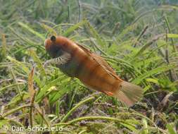 Image of Sphinx goby