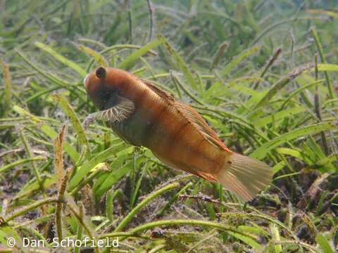 Image of Sphinx goby