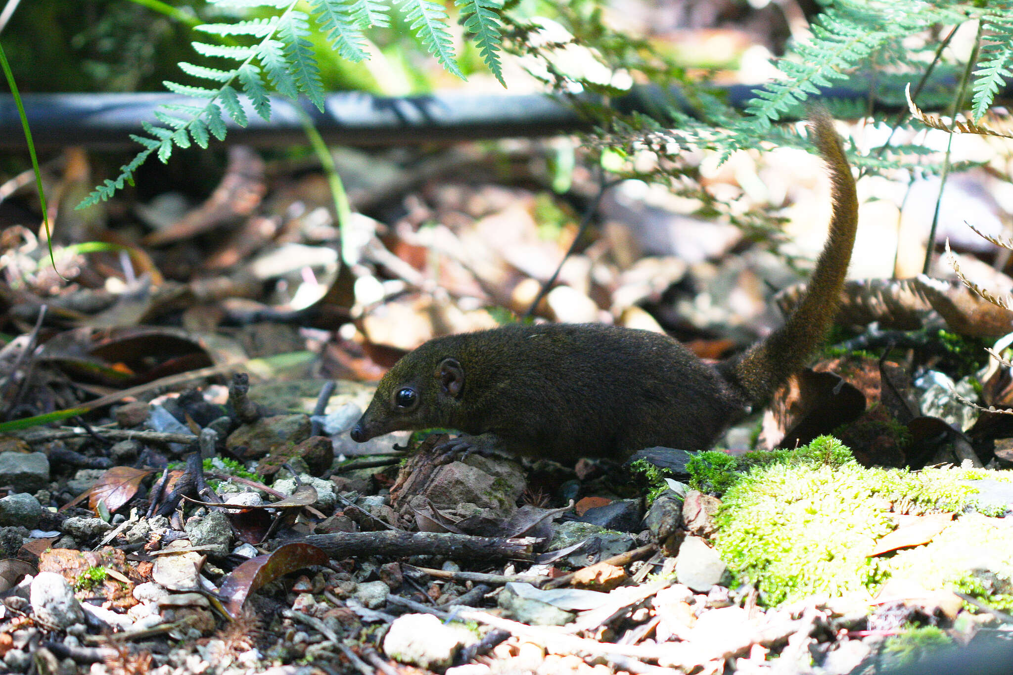 Image of Mountain Tree Shrew