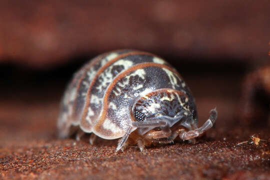 Image of Armadillidium pictum Brandt 1833