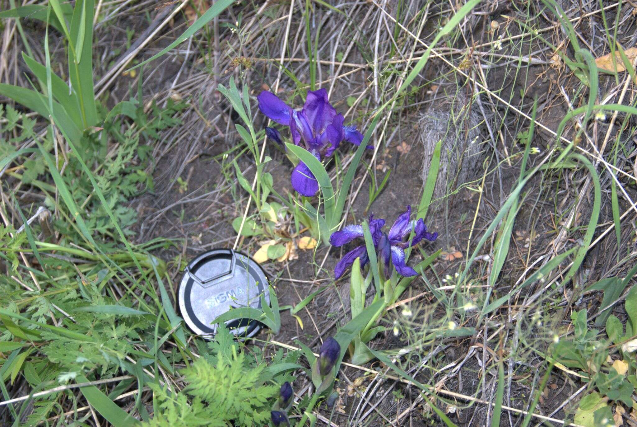 Image of stool iris