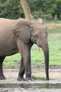 Image of African forest elephant