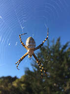 Image of Banded Argiope