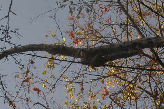 Image of Zanj Sun Squirrel